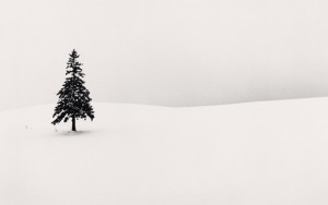 Lone-Tree-copyright-Michel-Kenna