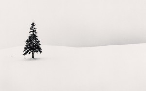 Lone-Tree-copyright-Michel-Kenna Lone-Tree-copyright-Michel-Kenna