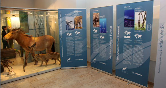 Phänomene in der Tierwelt: Exklusive Wanderausstellung ‚World Champions of Nature‘