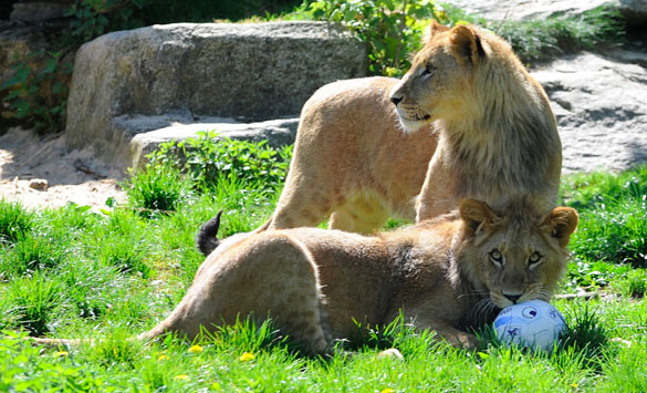 Tierpark Hellabrunn: 1860-Löwen haben jetzt einen Namen