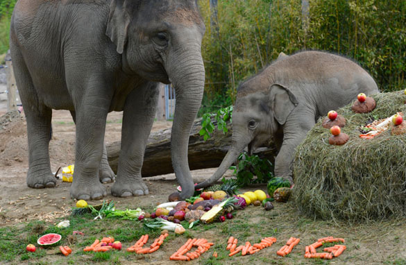 Tierpark Hellabrunn: So feiern Elefanten Geburtstag!