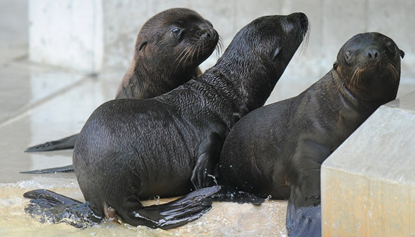 Babyboom im Münchener Tierpark Hellabrunn