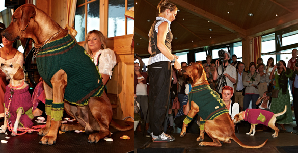 Was ziehe ich meinem Vierbeiner zum Oktoberfest an? Exklusive Hundebekleidung