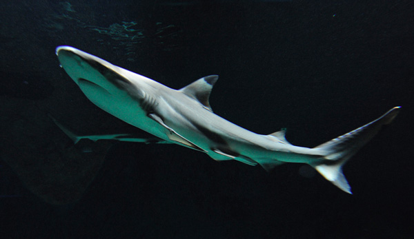 Tierpark Hellabrunn: Endlich Hai-Alarm im neuen Haifischbecken