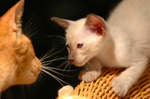 Erste Katzenmesse in München: 500 europäische Rassekatzen gibts zu sehen!