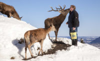 Wintersport in Lenggries: Hirschküsse beim Winterwandern