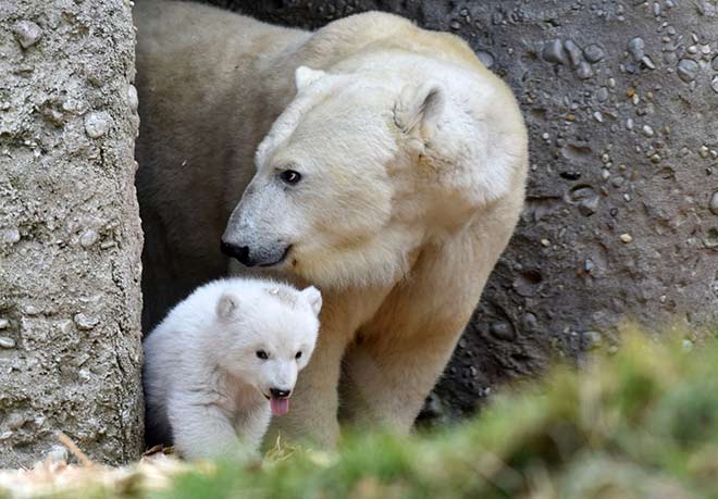 Eisbären Tag im Tierpark Hellabrunn