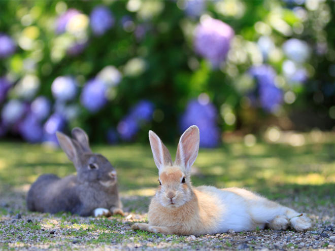 Kaninchen Insel in Japan. Fotocredit: Setouchi Tourism Authority