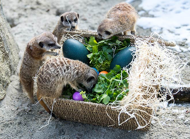 Oster-Vorfreude bei den Erdmännchen im Tierpark Hellabrunn. Fotocredit: Marc Müller