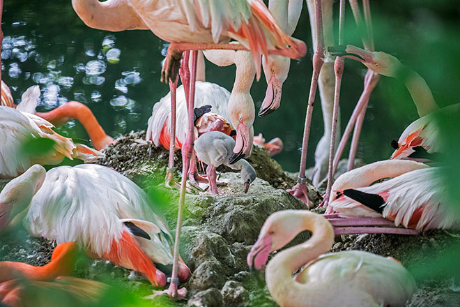 Die Flamingo Road im Tierpark Hellabrunn wächst ... und färbt den Tierpark Hellabrunn Sommer pink! Fotocredit: Tierpark Hellabrunn / Maria Fencik