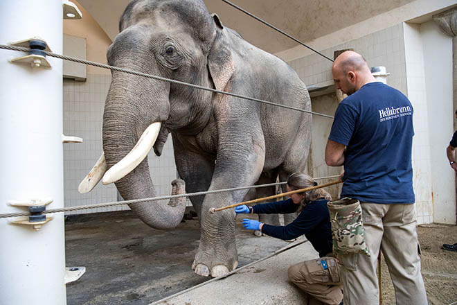 Elefant müsste man sein! Medical Training im Tierpark Hellabrunn. Foto: Marc Müller