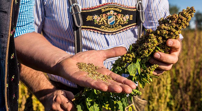 Quinoa aus Bayern