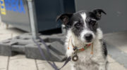 München mit Hund erkunden: Gassi-Gehen mit Sightseeing verbinden