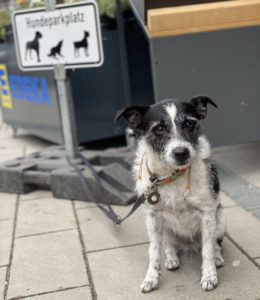 München mit Hund erkunden: Gassi-Gehen mit Sightseeing verbinden