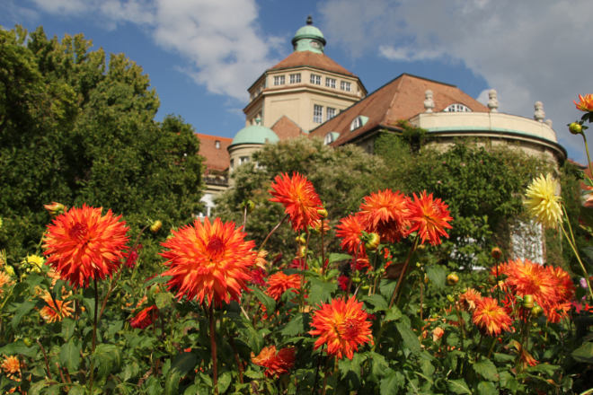 Botanischer Garten in München-Nymphenburg: Dahlien im Schmuckhof. Fotocredit: Rita Verma