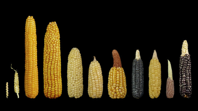Viele Arten von Mais. Fotocredit: Benjamin Simon