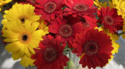 'Sunny Sisters' - Die Gerbera ist die bayerische Pflanze 2022