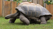 Tierpark Hellabrunn im Dienste der Wissenschaft: Weshalb Schildkröten langsamer altern