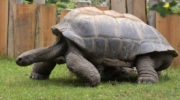 Riesenschildkroete-Tierpark-Hellabrunn-Fotocredit-Gemma-Borrell