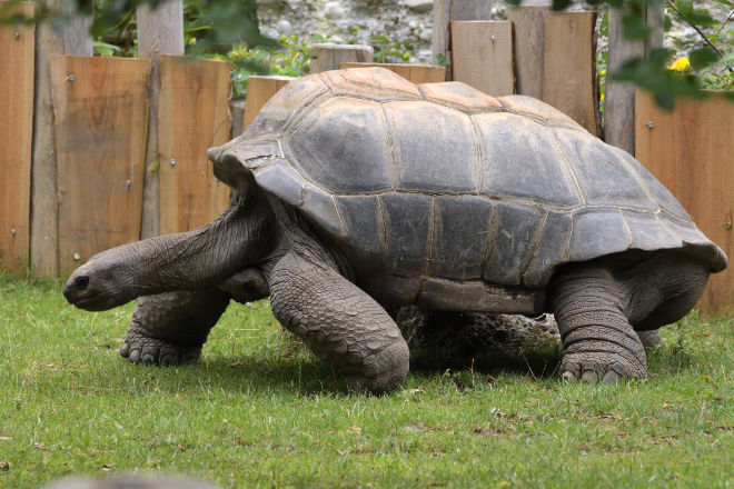 Riesenschildkröte aus dem Tierpark Hellabrunn. Fotocredit: Gemma Borrell