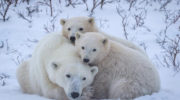 Eisbaerenmutter-mit-Jungtier-Foto-Dmytro-Cherkasov-Polar-Bears-International