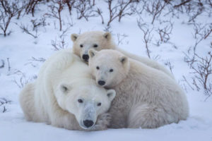 Tierpark Hellabrunn unterstützt Eisbären auch in der Wildnis