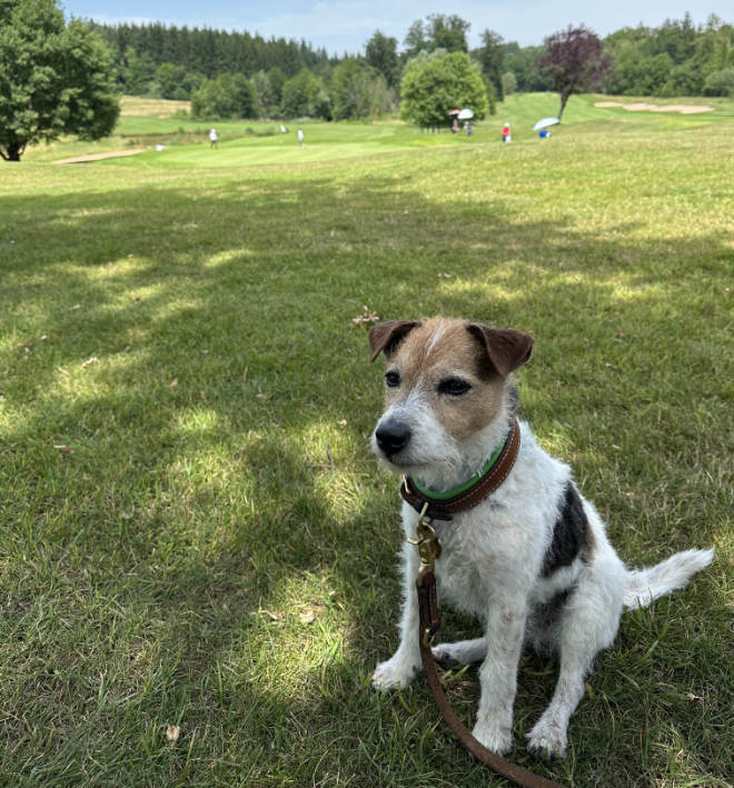 Auch auf Münchner Golfplätzen sind viele Hunde zu sehen. Insgesamt gibt es über 50 Golfplätze, wo man Hunde mit Leine mitnehmen kann.