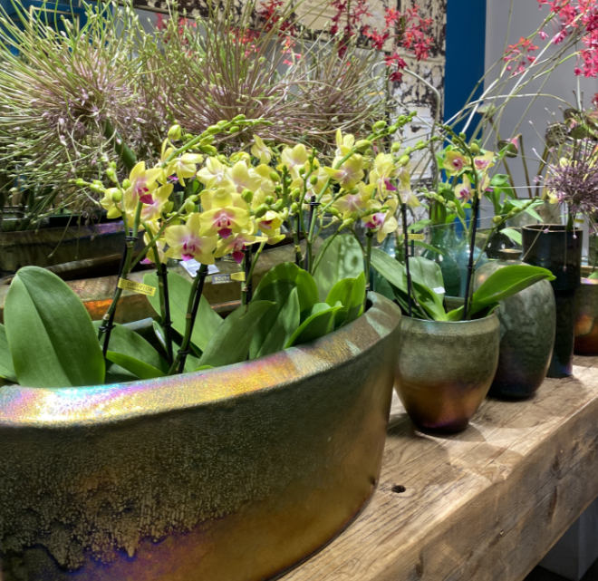 Orchideen sind für ihre eleganten Blüten und die große Vielfalt an Farben und Formen bekannt. Orchideen sind ideal für helle Standorte ohne direkte Sonneneinstrahlung.